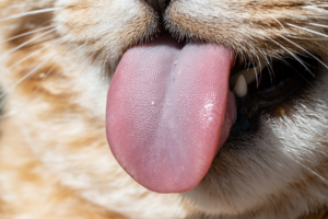 Dark Spot Tip Of Tongue