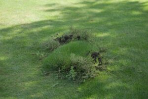 Why do I have dark green spots on my lawn