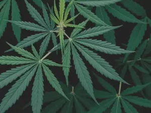 cannabis leaves dark spots