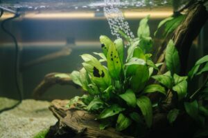 dark spots on aquarium plants