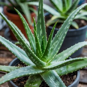 Aloe Vera plant dark spots
