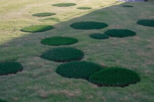 Dark Green Spots On Grass