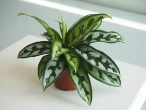 Rodan And Fields Dark Spot Corrector