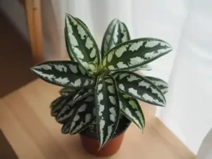 Tretinoin before and after dark spots