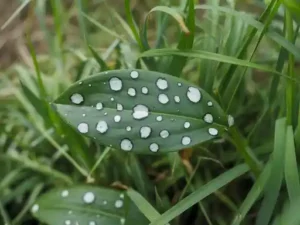 dark green spots in grass