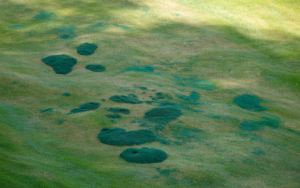 dark green spots in your lawn