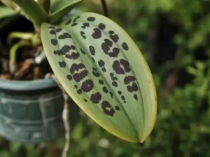 dark spots on orchid leaves
