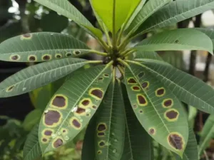 dark spots on plumeria leaves