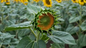 dark spots on sunflower leaves