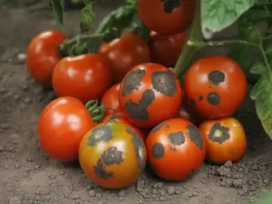 dark spots on tomato fruit