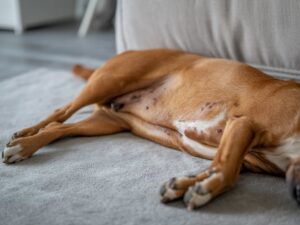 dark spots on your dog's belly