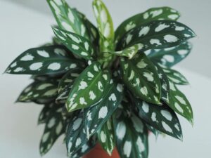 plant with dark green leaves and white spots